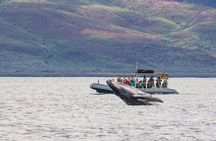 Eye-Level Whale or Dolphin Watching Eco-Raft Tour from Lahaina
