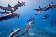 Maui to Lanai Semi-Private Eco Raft Snorkel & Dolphin Tour