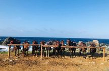 Horseback Ride Tour to Natural Pool in Arikok National Park