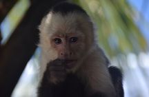Roatan Monkey and Sloth Sanctuary and Beach Break
