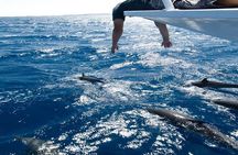 Sataya Dolphin House Full-Day Snorkeling Experience – Marsa Alam