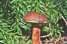 Wild Forest Berries and Mushrooms Picking Tour