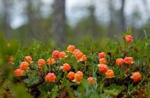 Wild Forest Berries and Mushrooms Picking Tour
