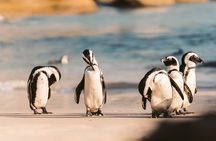 Private Tour: Cape of Good Hope, Chapman’s Peak Drive, Penguins
