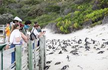 Swim with Penguins at Boulders Beach Penguin Colony
