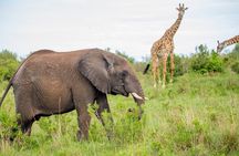 4-Day Guided Tour in Maasai Mara National Reserve Kenya