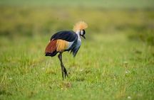 4-Day Guided Tour in Maasai Mara National Reserve Kenya