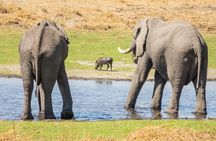 6 Hour Pilanesberg Open Vehicle Safari from Johannesburg 