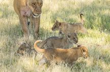 6 Hour Pilanesberg Open Vehicle Safari from Johannesburg 