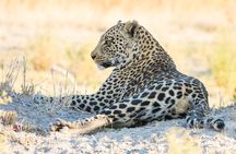 6 Hour Pilanesberg Open Vehicle Safari from Johannesburg 