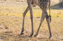 6 Hour Pilanesberg Open Vehicle Safari from Johannesburg 
