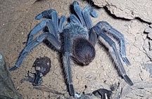 Explore the Dark Side of Nature: Manzanillo Refuge Night Walk