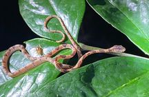 Explore the Dark Side of Nature: Manzanillo Refuge Night Walk