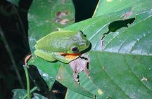 Explore the Dark Side of Nature: Manzanillo Refuge Night Walk