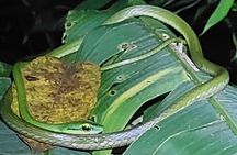 Explore the Dark Side of Nature: Manzanillo Refuge Night Walk
