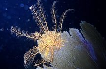 Sunset on the Water + Night Snorkeling with Guide in St. Thomas