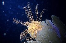  Private Sunset Charter + Guided Night Snorkeling in St Thomas