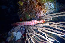  Private Sunset Charter + Guided Night Snorkeling in St Thomas