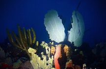  Private Sunset Charter + Guided Night Snorkeling in St Thomas