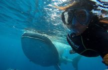 Small Group Swim with Whale Sharks Tour with or without lifevest