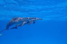 Full Day Snorkeling in Hurghada Dolphin House