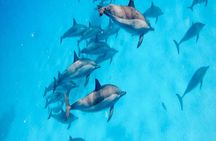 Full Day Snorkeling in Hurghada Dolphin House