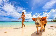 Bahamas: Swimming Pigs, Snorkeling, Beach Break Package