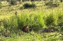  1 Day Akagera National Park Private Safari