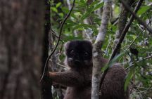 Private guided tour to Andasibe for 2 days
