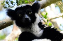 Private guided tour to Andasibe for 2 days