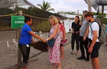 Sea Turtle Release – A Puerto Vallarta Conservation Adventure