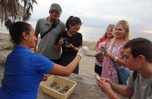 Sea Turtle Release – A Puerto Vallarta Conservation Adventure