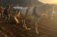 Naxos Perivoli Farm Experience & Wood-fire Cooking Class