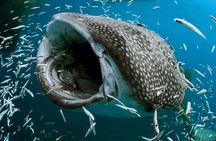 Swim with Whale Shark from Isla Mujeres and Cancun