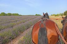 Carriage rides in the heart of the Luberon