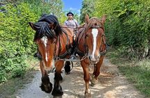 Carriage rides in the heart of the Luberon