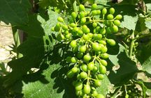 Half-Day Guided Tour with Tasting of Beaujolais Wines