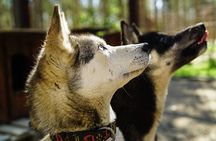ATV, Huskies and Reindeer Farm Visit in Rovaniemi, Finland