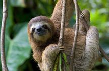 Hanging Bridges + Volcano Walk + La Fortuna Waterfall