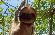 Roatan Iguana Park and Monkey/Sloth park Sanctuary and Beach Stop
