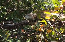 Roatan Iguana Park and Monkey/Sloth park Sanctuary and Beach Stop