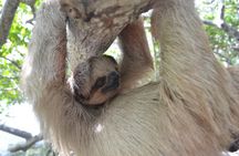 Roatan Iguana Park and Monkey/Sloth park Sanctuary and Beach Stop