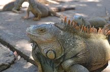 Roatan Iguana Park and Monkey/Sloth park Sanctuary and Beach Stop