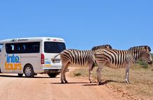 Addo Elephant Park All-Inclusive Day Safari from Port Elizabeth