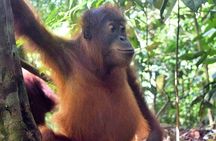 3 days Medan Orangutan Bukit Lawang