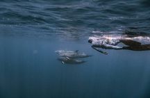 Whale Watching in Sao Tome & Principe