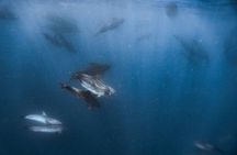 Whale Watching in Sao Tome & Principe