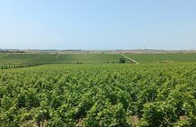 Ktima Gerovassiliou Wine Tour & Museum – Thessaloniki”