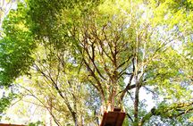 Guided Canopy Tour w/Transportation