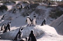 Boulders Beach Penguin Colony Tour